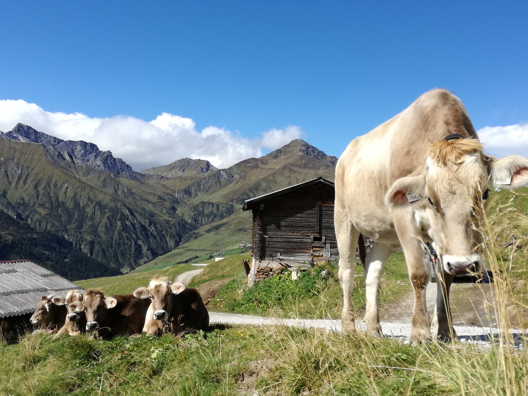 Wandern im Sommer